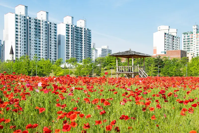 Red poppy flower in a green city park near Royal Wharf